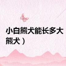 小白熊犬能长多大（小白熊犬）