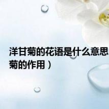 洋甘菊的花语是什么意思(洋甘菊的作用)