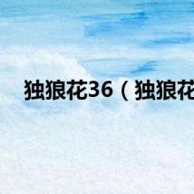 独狼花36（独狼花）