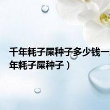 千年耗子屎种子多少钱一斤(千年耗子屎种子)