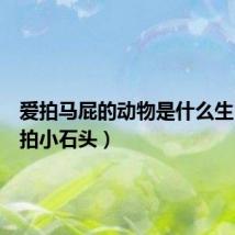 爱拍马屁的动物是什么生肖(爱拍小石头)