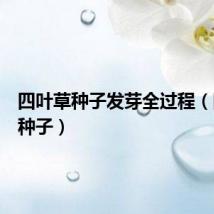 四叶草种子发芽全过程(四叶草种子)