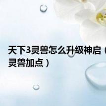 天下3灵兽怎么升级神启（天下3灵兽加点）