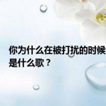 你为什么在被打扰的时候选择我是什么歌？
