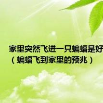家里突然飞进一只蝙蝠是好兆头吗(蝙蝠飞到家里的预兆)