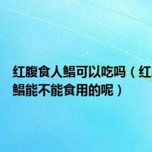 红腹食人鲳可以吃吗(红腹食人鲳能不能食用的呢)