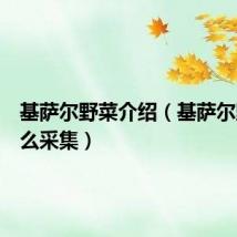 基萨尔野菜介绍（基萨尔野菜怎么采集）