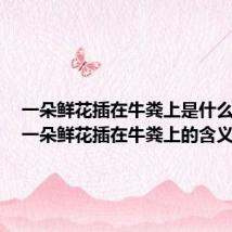 一朵鲜花插在牛粪上是什么意思（一朵鲜花插在牛粪上的含义）