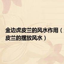 金边虎皮兰的风水作用(金边虎皮兰的摆放风水)
