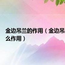 金边吊兰的作用（金边吊兰有什么作用）