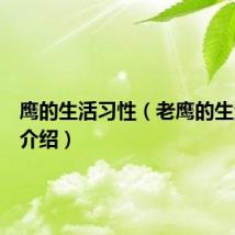 鹰的生活习性（老鹰的生活习性介绍）