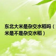 东北大米是杂交水稻吗（东北大米是不是杂交水稻）