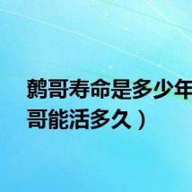 鹩哥寿命是多少年（鹩哥能活多久）