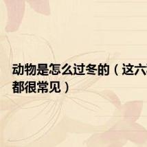 动物是怎么过冬的（这六种方法都很常见）