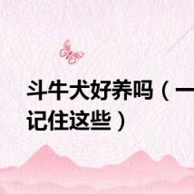 斗牛犬好养吗（一定要记住这些）