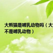 大熊猫是哺乳动物吗(大熊猫是不是哺乳动物)