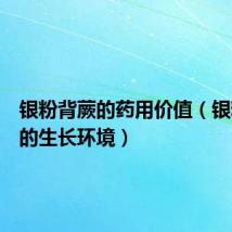 银粉背蕨的药用价值（银粉背蕨的生长环境）