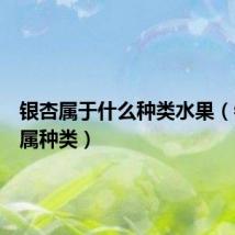 银杏属于什么种类水果（银杏所属种类）