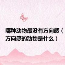 哪种动物最没有方向感（最没有方向感的动物是什么）