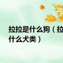 拉拉是什么狗（拉拉是什么犬类）