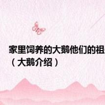 家里饲养的大鹅他们的祖先都是（大鹅介绍）