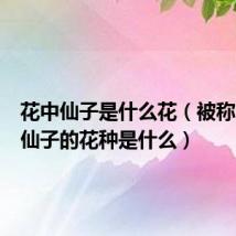 花中仙子是什么花（被称为花中仙子的花种是什么）