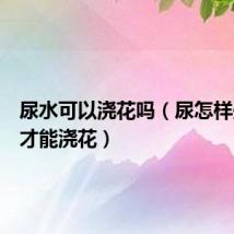 尿水可以浇花吗(尿怎样处理后才能浇花)