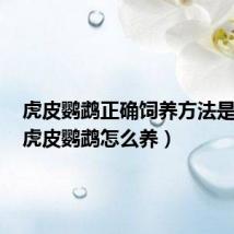虎皮鹦鹉正确饲养方法是什么（虎皮鹦鹉怎么养）