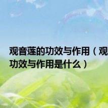 观音莲的功效与作用(观音莲的功效与作用是什么)