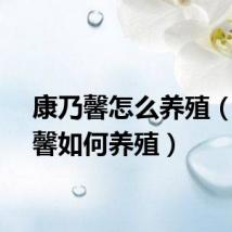 康乃馨怎么养殖（康乃馨如何养殖）
