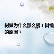 树懒为什么那么慢（树懒那么慢的原因）