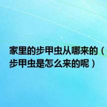 家里的步甲虫从哪来的(家里的步甲虫是怎么来的呢)