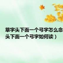 草字头下面一个弓字怎么念(草字头下面一个弓字如何读)