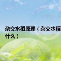 杂交水稻原理（杂交水稻原理是什么）