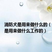 消防犬是用来做什么的（消防犬是用来做什么工作的）