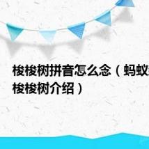 梭梭树拼音怎么念(蚂蚁森林的梭梭树介绍)