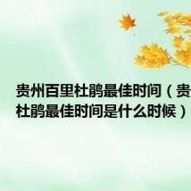 贵州百里杜鹃最佳时间(贵州百里杜鹃最佳时间是什么时候)