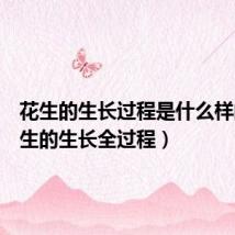 花生的生长过程是什么样的(花生的生长全过程)