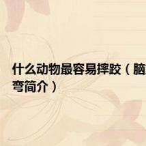 什么动物最容易摔跤（脑筋急转弯简介）