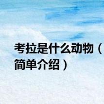 考拉是什么动物（考拉简单介绍）