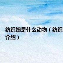 纺织娘是什么动物（纺织娘动物介绍）