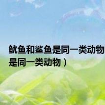鱿鱼和鲨鱼是同一类动物吗(不是同一类动物)