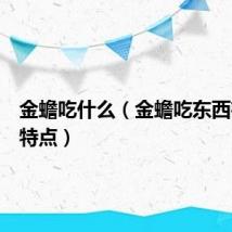 金蟾吃什么（金蟾吃东西有什么特点）
