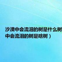 沙漠中会流泪的树是什么树(沙漠中会流泪的树是啥树)