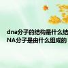 dna分子的结构是什么结构（DNA分子是由什么组成的）
