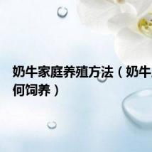 奶牛家庭养殖方法(奶牛应该如何饲养)