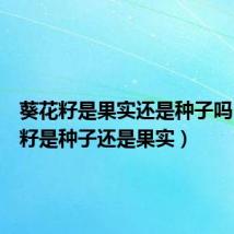 葵花籽是果实还是种子吗(葵花籽是种子还是果实)