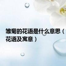 雏菊的花语是什么意思(雏菊的花语及寓意)