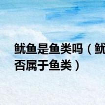 鱿鱼是鱼类吗（鱿鱼是否属于鱼类）