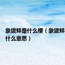 象拔蚌是什么梗(象拔蚌的梗是什么意思)